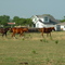 Horses in Pasture
