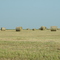 Hay Field