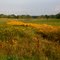 A river of flowers