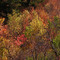 Autumn in City Creek above Pocatello, Idaho