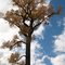 Bald Eagle Tree