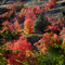 Evening Hillside Fall Colors - Palisades Creek Campground -'07- Tom Askew