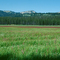 Corduroy Meadows. Frank Church Wilderness area.