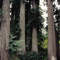 Morris Creek Cedar Grove