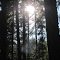 Idaho forest