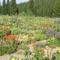 Idaho Wildflowers