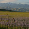 Camas Prairie