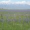 Camas Prairie with Soldier Mountain
