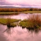 Centennial marsh.