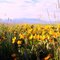 Idaho Centennial Marsh