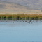 Camas Prairie Pond