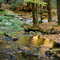 Buffum Brook meets Amethyst Brook