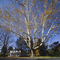 Sunderland sycamore with white house