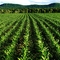 MAIZE
