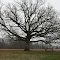 Big, beautiful tree on Nyesville Rd.