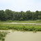 Millpond, Indiana June 2007