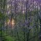 Redbuds, Cataract Falls, Indiana