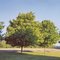 Trees In The Summertime