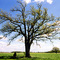 Tree on 114 ms