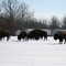 Bison in Illinois