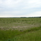 Spring Field