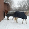 horses