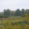 Meadow