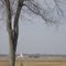 Witness tree, southern Indiana