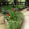 Cayce (MS) Community Garden (Video)
