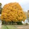 Fall color in Edgar County, Illinois