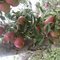 WILLIAM ORCHARD or APPLE WILLIAM
