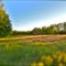 campo lindo
