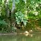 Deer Creek Trees
