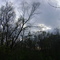 forest8