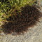Ants