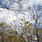 Flowering dogwood above the Giant City Nature Trail.