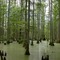 Cache River Wetlands-Southern Illinois