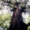 1000 year old cypress