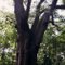 State Champion Cherrybark Oak