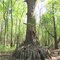 Bald Cypress Over 1,000 years old 40 ft. circumference at the base