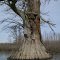 Illinois Champion Bald Cypress