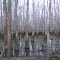 Swamp Trail