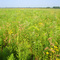 Large-scale prairie restoration in its infancy at Midewin National Tallgrass Prairie