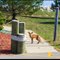 North Point Marina Wild Foxes