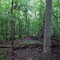 Woods