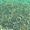 live corals at kavaratti