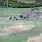 Wild Turkeys