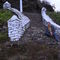 the missionary's cross