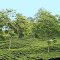 Assam Tea Garden