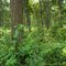 Forest of Jaipur/Bankura